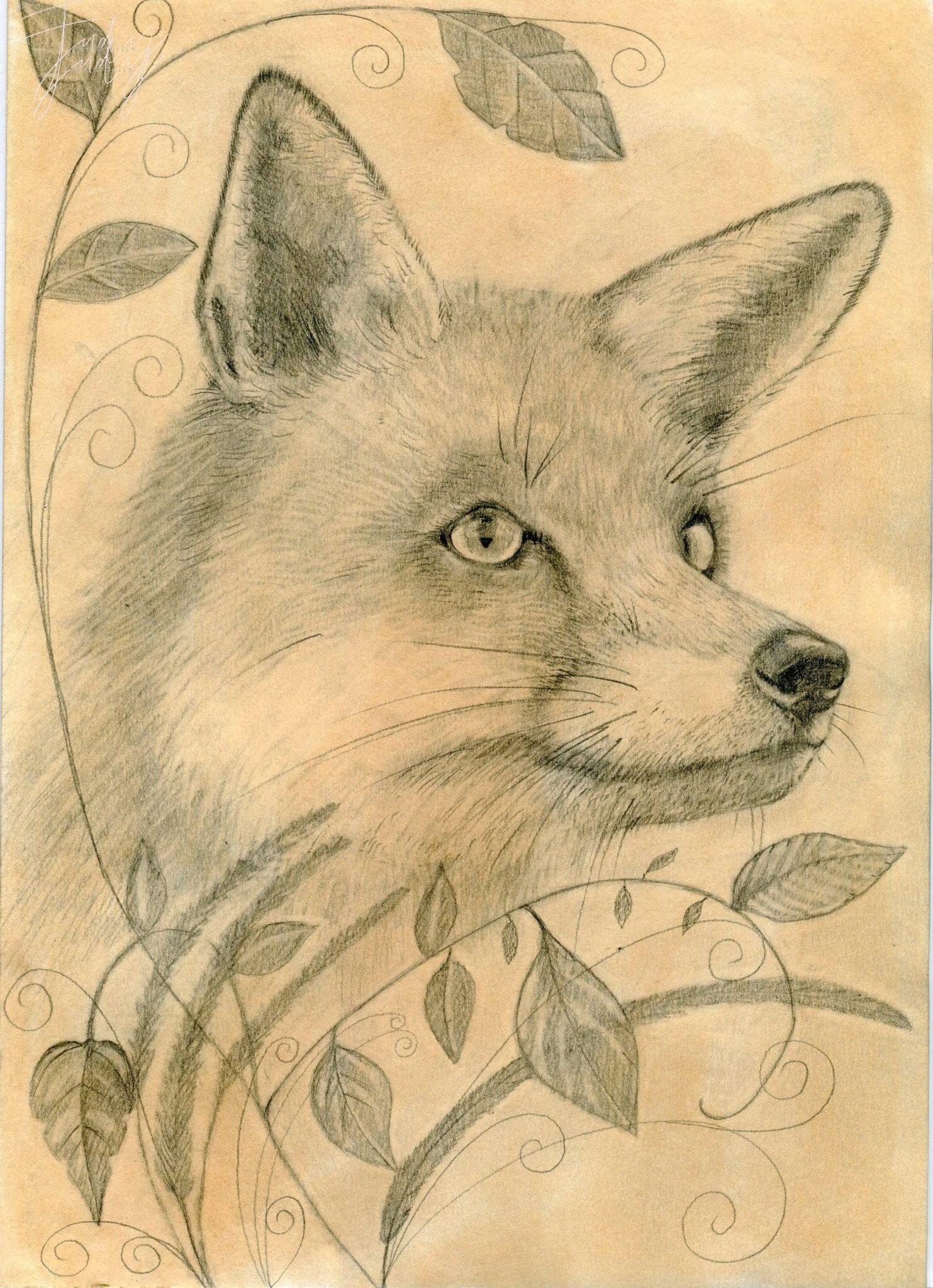 Fox drawing by Judy